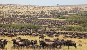 Millions of wildebeest-The Great Migration -Serengeti National Park
