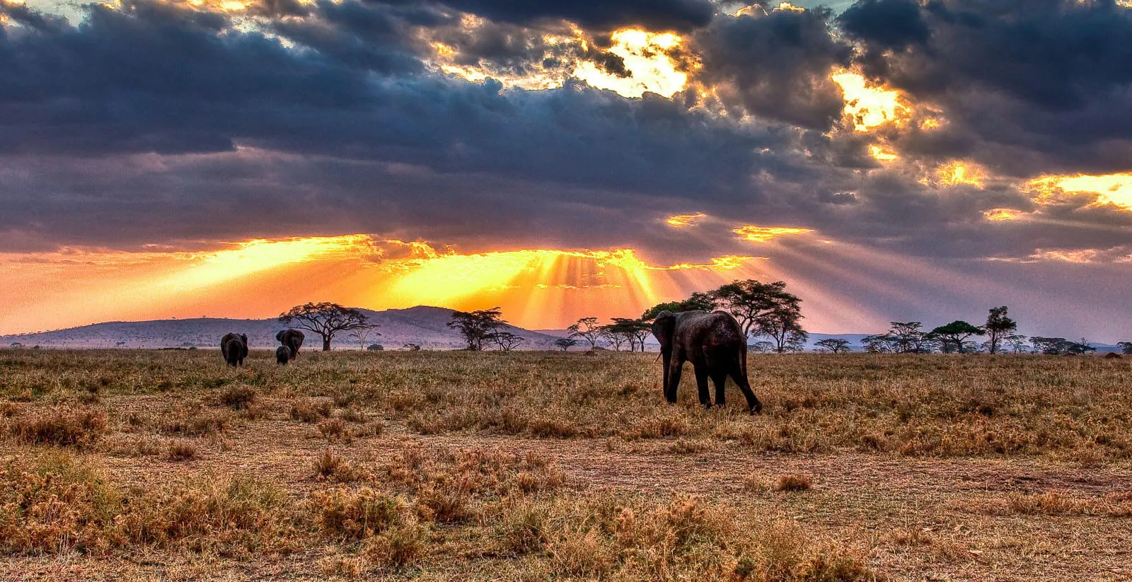 Serengeti1-katona-tours
