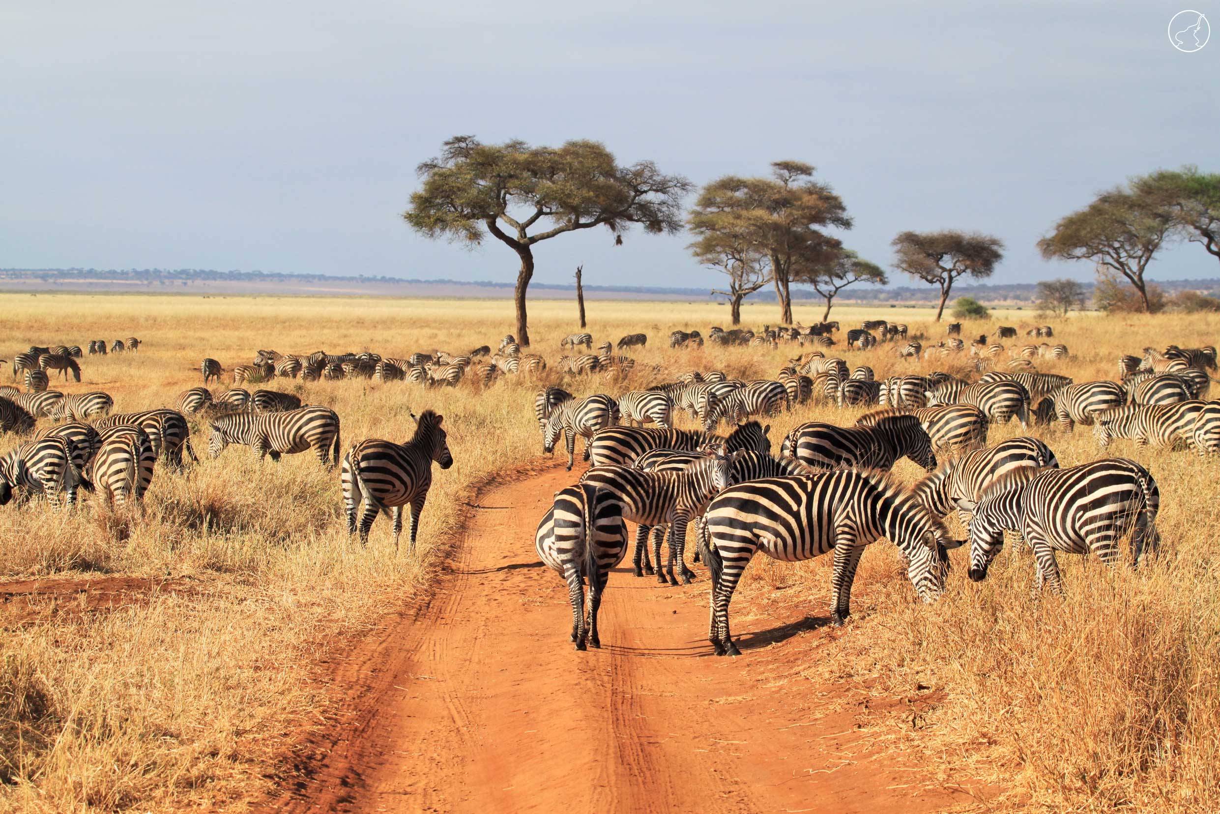 Tanzania-safais-katona-tours