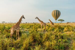 balloon safaris serengeti