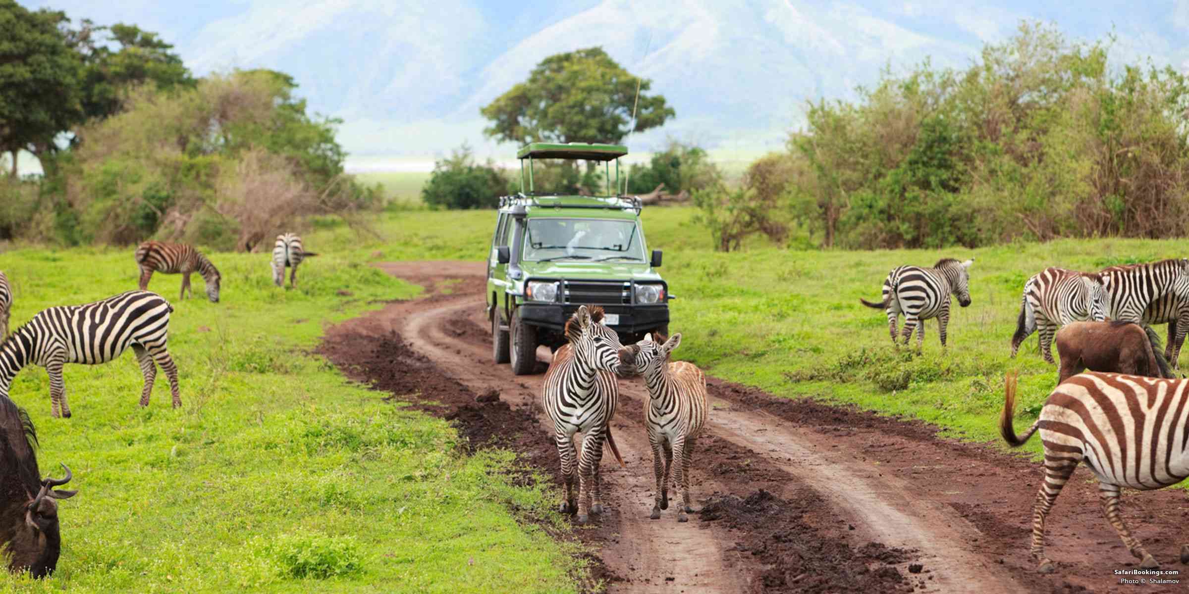 serengeti-katona-tours