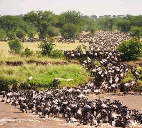 3-Day of Wildebeest Migration Ndutu Safaris