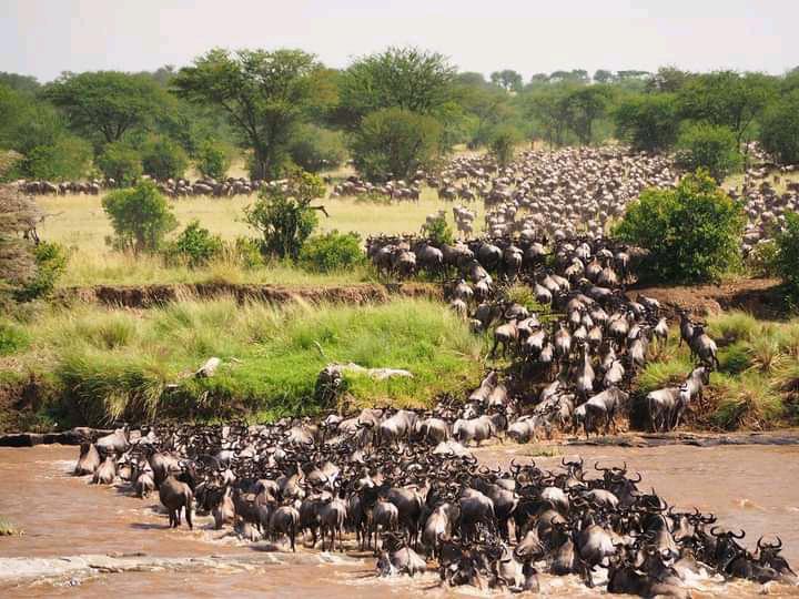 3-Day of Wildebeest Migration Ndutu Safaris