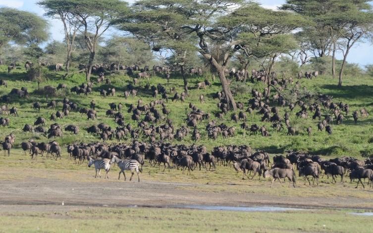 3-Day of Wildebeest Migration Ndutu Safaris 56