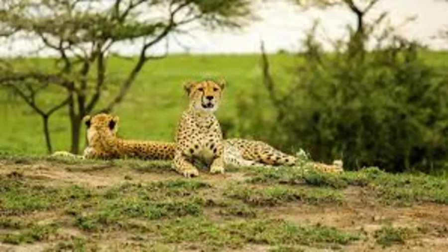 Arusha NP, Tarangire, Ngorongoro & Manyara Safari 45