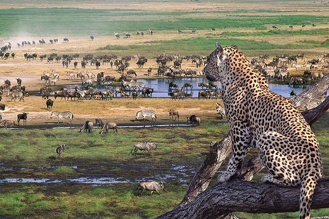 Arusha NP, Tarangire, Ngorongoro & Manyara Safari 567