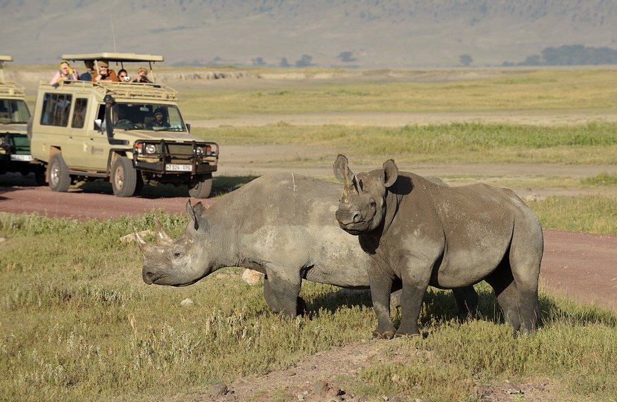 Arusha NP, Tarangire, Ngorongoro & Manyara Safari – katona