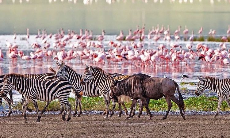 Arusha NP, Tarangire, Ngorongoro & Manyara Safari789