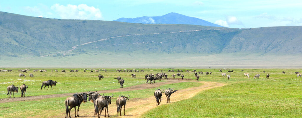 Ngorongoro Crater katona tours 2