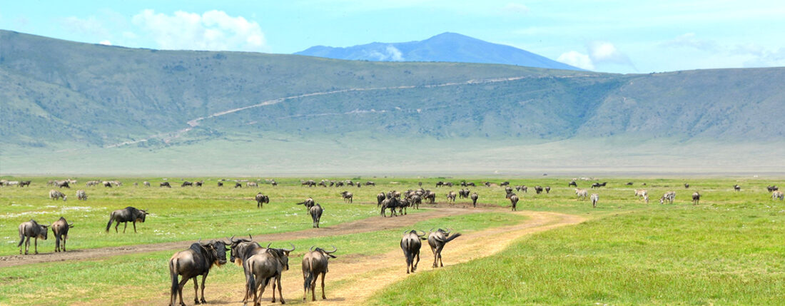 6 DAYS SIGNATURE LUXURY TANZANIA SAFARI
