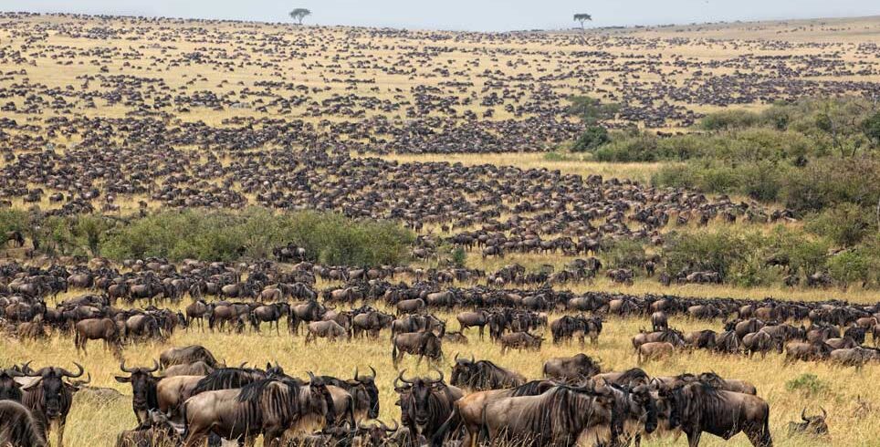Millions of wildebeest-The Great Migration -Serengeti National Park