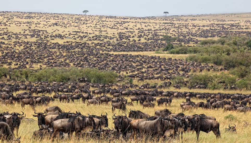 Millions of wildebeest-The Great Migration -Serengeti National Park