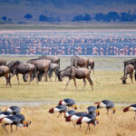 9 Days Best of Tanzania Safari