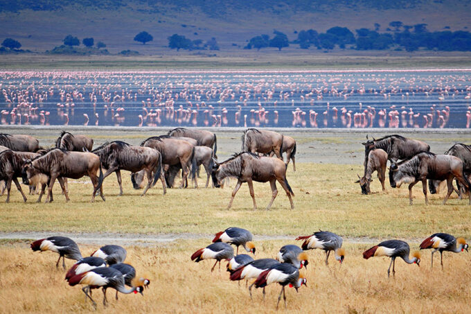 9 Days Best of Tanzania Safari