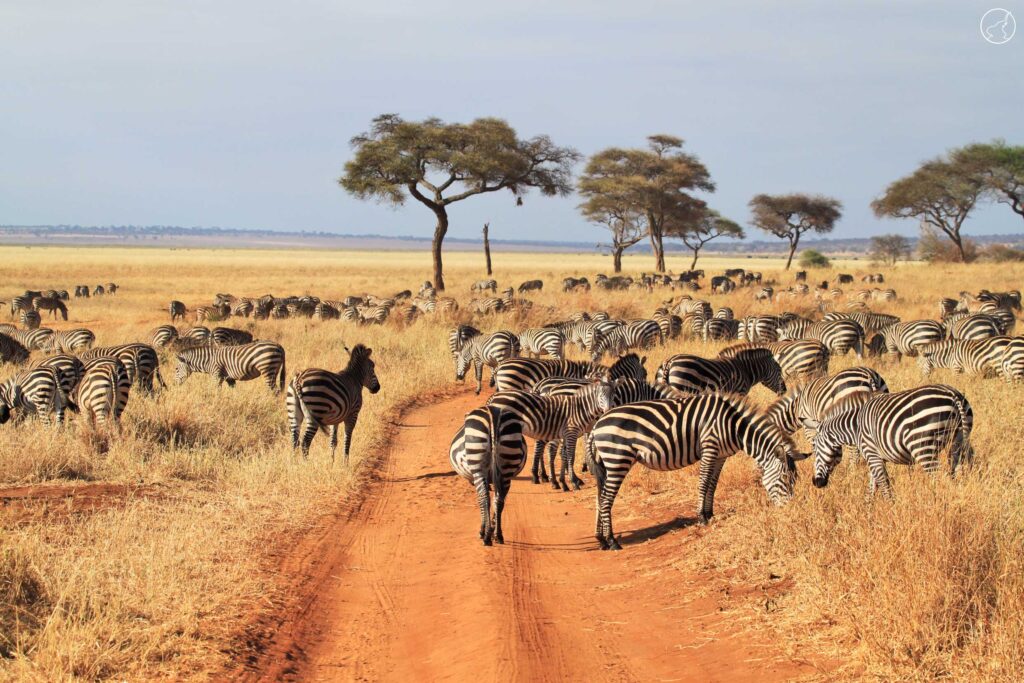Tanzania safais katona tours
