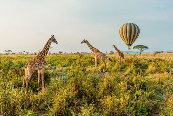 1-Day Hot Air Balloon Safari Tour at Tarangire National Park