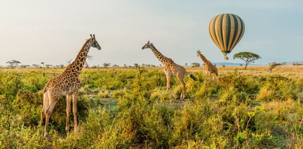 balloon safaris serengeti