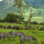 3-Day of Wildebeest Migration Ndutu Safaris