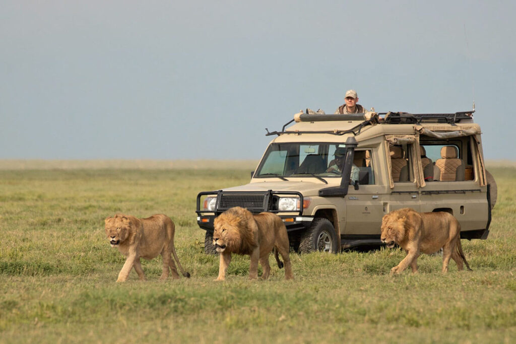 serengeti-katona