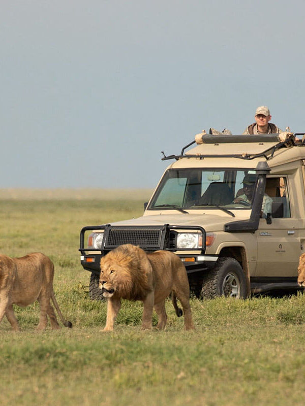 serengeti-katona